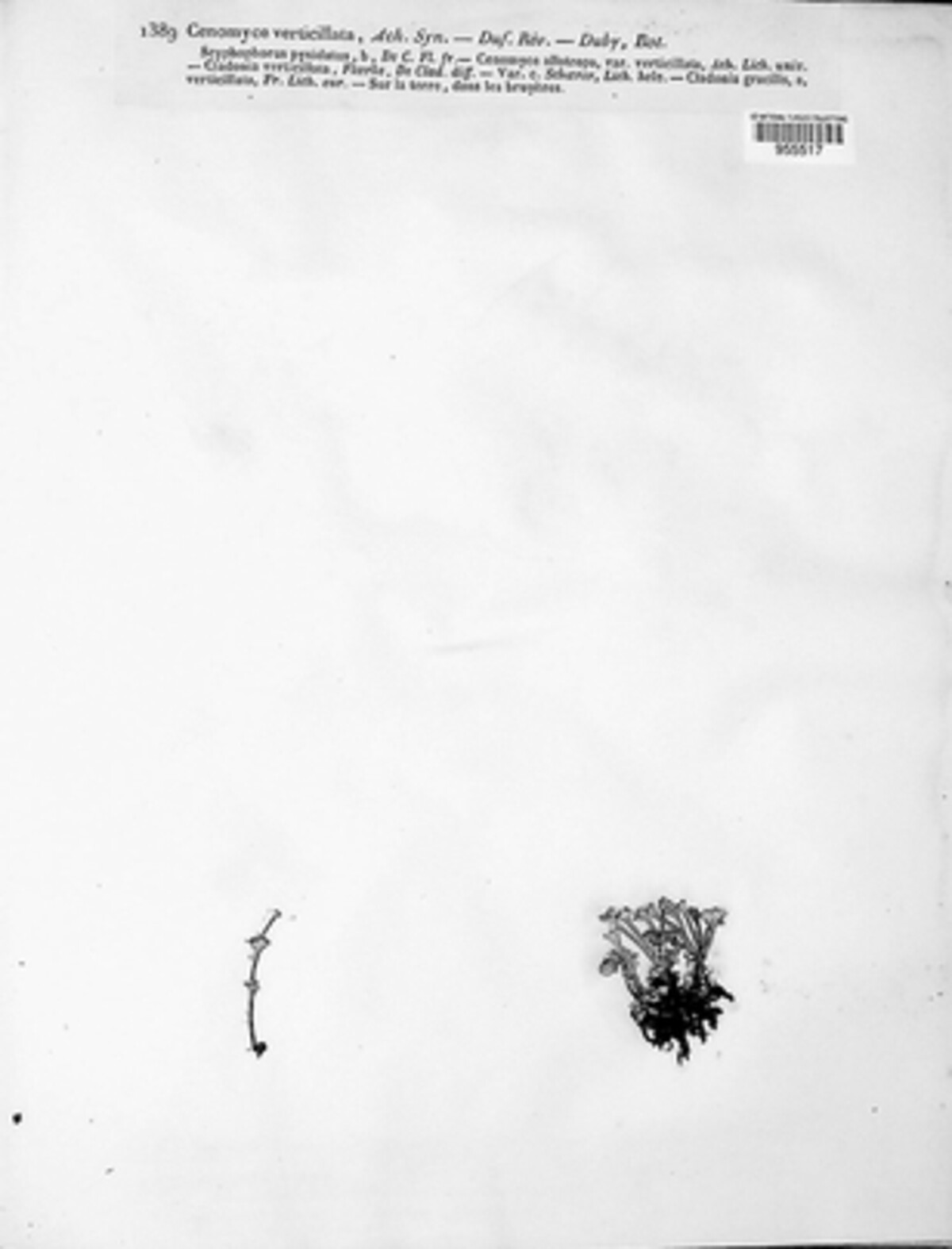Cenomyce verticillaris image